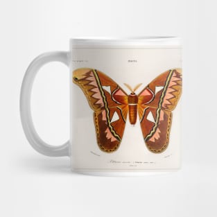 Attacus Atlas Moth (1892) Mug